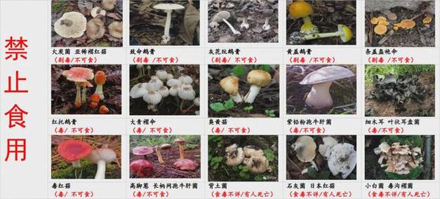 江西宜春一家5口误食毒蘑菇住院，3孩子病情较重，怎么回事「误食野生毒菌1死3伤判多少年」 原辅料