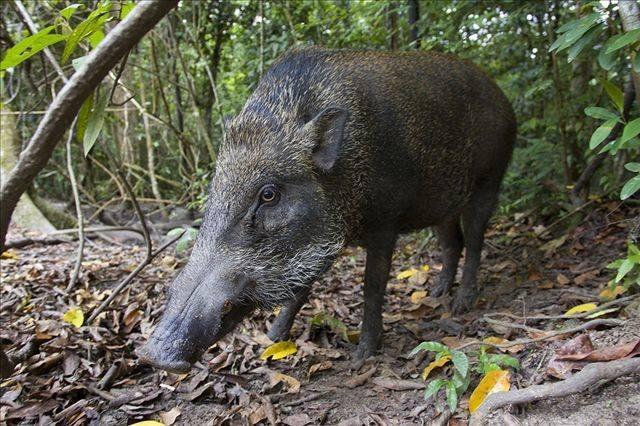 中国哪个省野猪最多「野猪泛滥地区」 果露酒