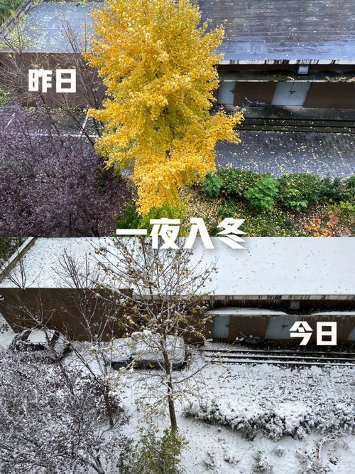 2021立冬为什么下雪「为什么秋天也会下雪呢」 啤酒